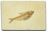 Bargain, Fossil Fish (Diplomystus) - Wyoming #379506-1